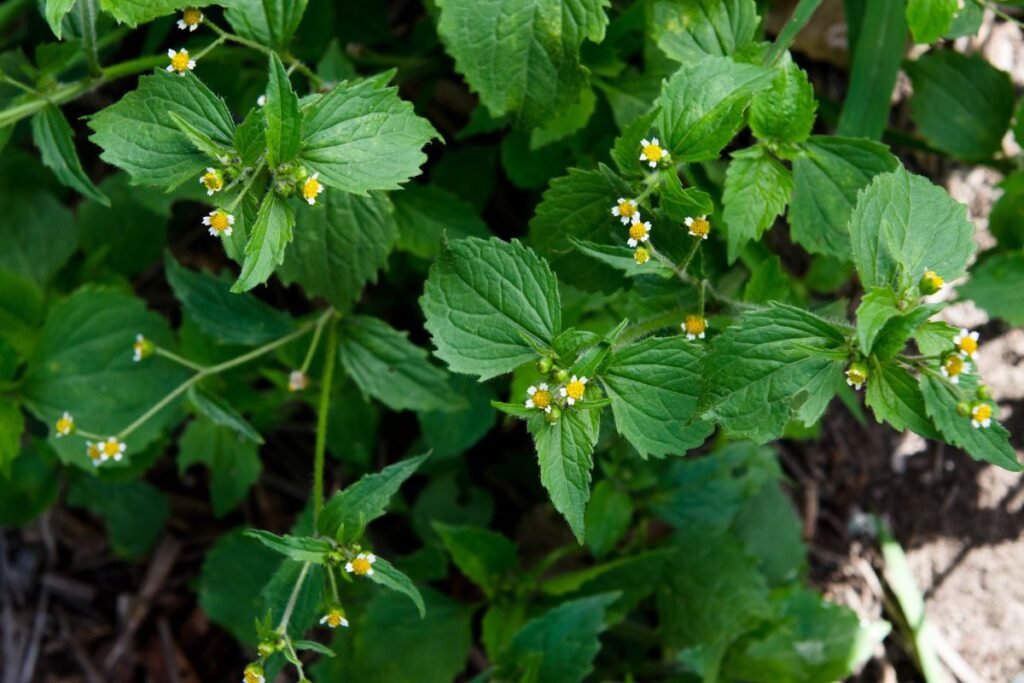 Dažniausios piktžolės: smulkiažiedė galinsoga (Galinsoga parviflora) – VALGOMA