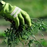 Didžiausia klaida po ravėjimo: kodėl plika žemė sodininkui ne draugas, o priešas?