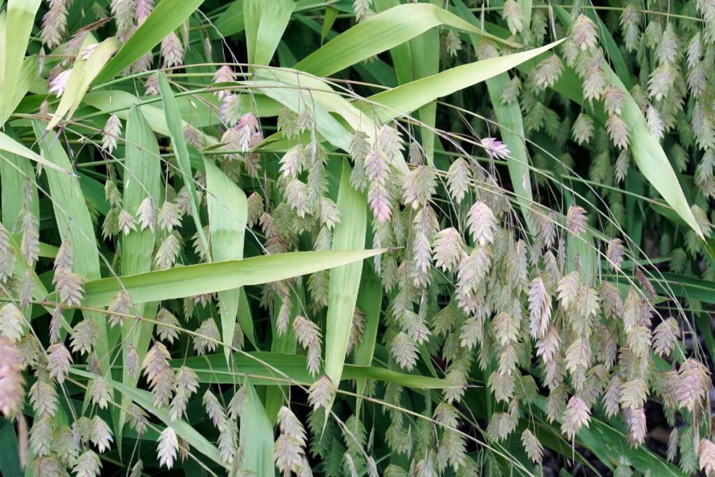 Plačialapis dirsūnas: išvaizda ir botaninės savybės