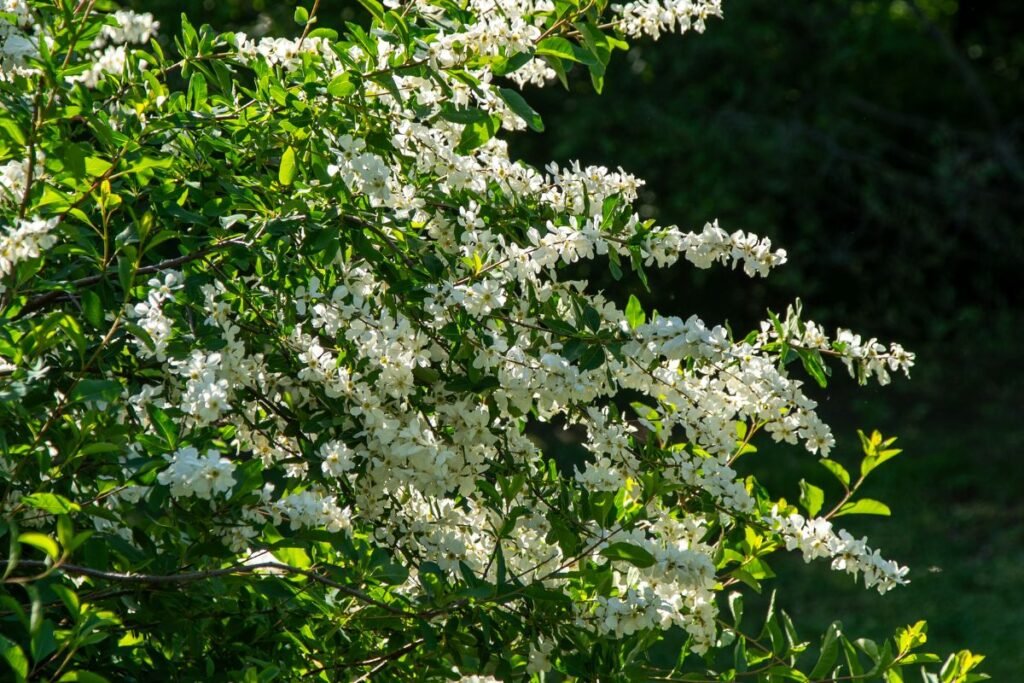 Egzochorda: kilmė ir botaninė charakteristika