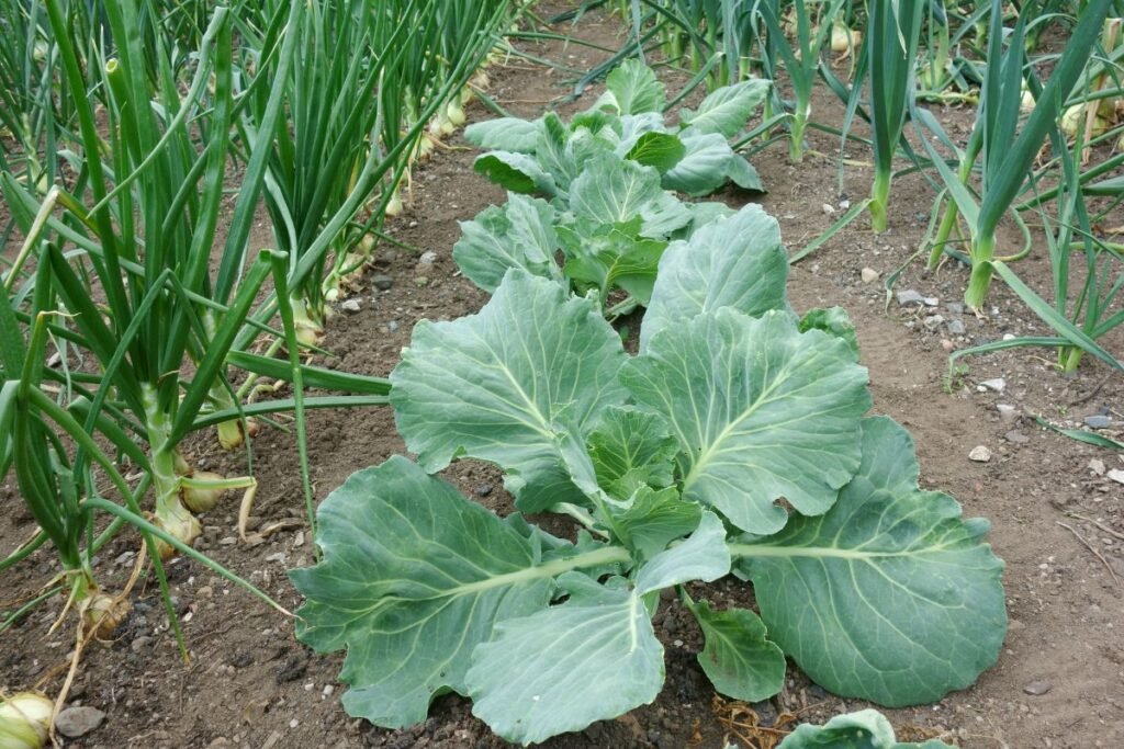 Kopūstinės daržovės (Brassicaceae)