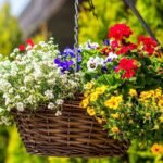Kabančios gėlės: kaip išsirinkti, pasodinti ir išlaikyti vazonus žydinčius visą vasarą?
