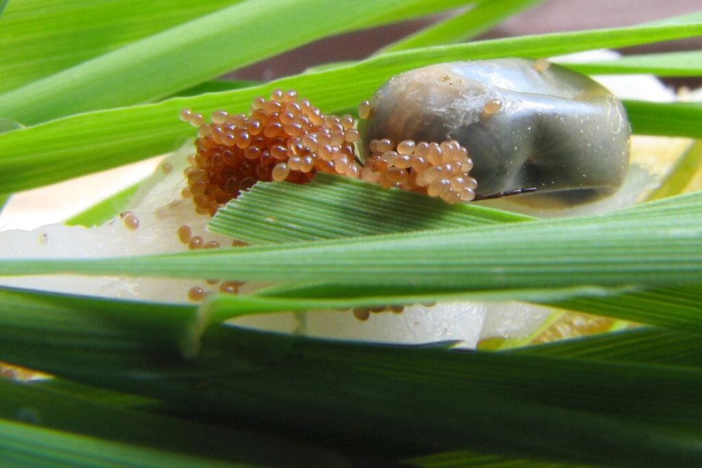 Erkių biologija ir jų dauginimosi ypatumai