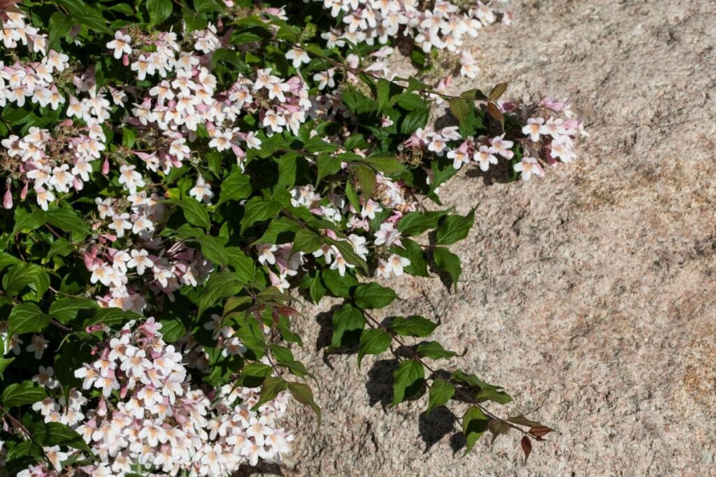 Puošnioji kolkvicija: išvaizda ir botaninės savybės