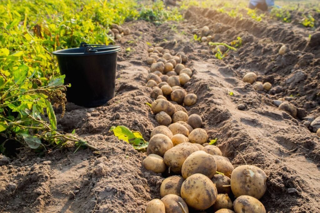Lietuviškos bulvių veislės: „VB Venta“ – ankstyviausia iš savųjų