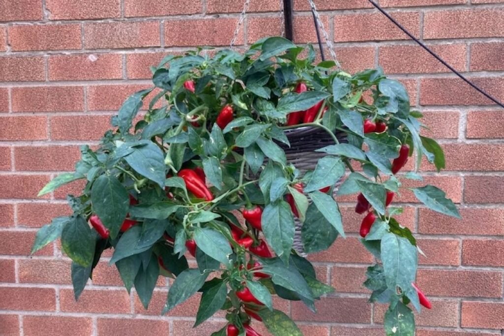 Čili pipirai – ilgai derantis ir dekoratyvus pasirinkimas