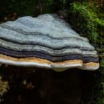 Pintis – nevalgoma, bet nuostabi. Tikroji pintis ir jos gydomoji istorija