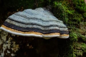 Pintis – nevalgoma, bet nuostabi. Tikroji pintis ir jos gydomoji istorija