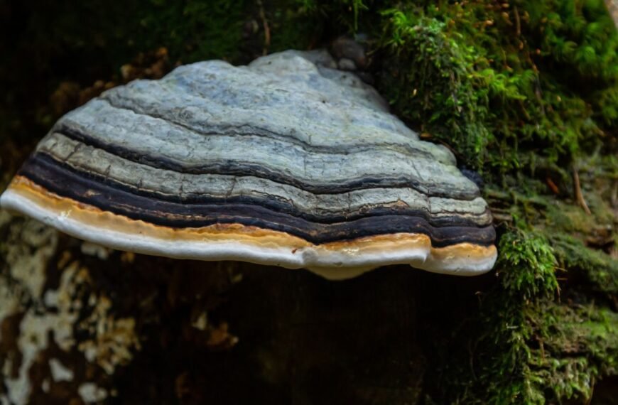 Pintis – nevalgoma, bet nuostabi. Tikroji pintis ir jos gydomoji istorija