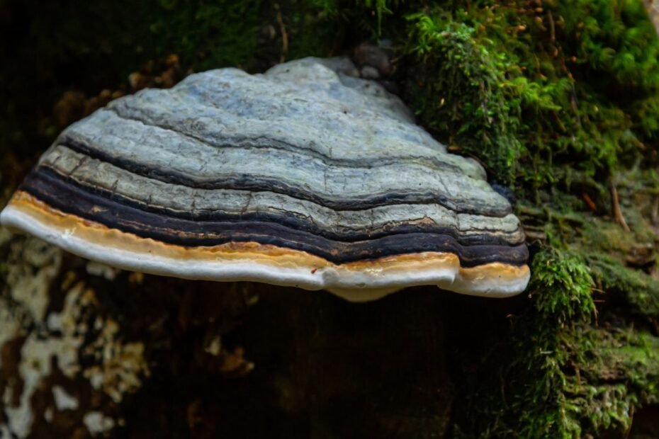 Pintis – nevalgoma, bet nuostabi. Tikroji pintis ir jos gydomoji istorija