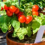 Pomidorų auginimas vazonuose ir balkone: kaip mėgautis gausiu derliumi mažoje erdvėje?