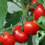Pomidorų ligos ir kitos problemos: ką išduoda lapai?