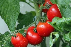 Pomidorų ligos ir kitos problemos: ką išduoda lapai?