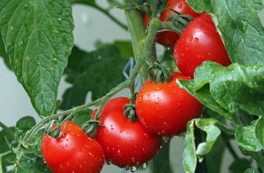 Pomidorų ligos ir kitos problemos: ką išduoda lapai?