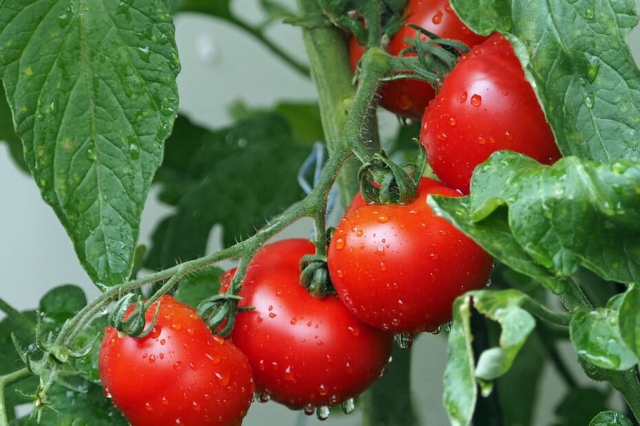 Pomidorų ligos ir kitos problemos: ką išduoda lapai?