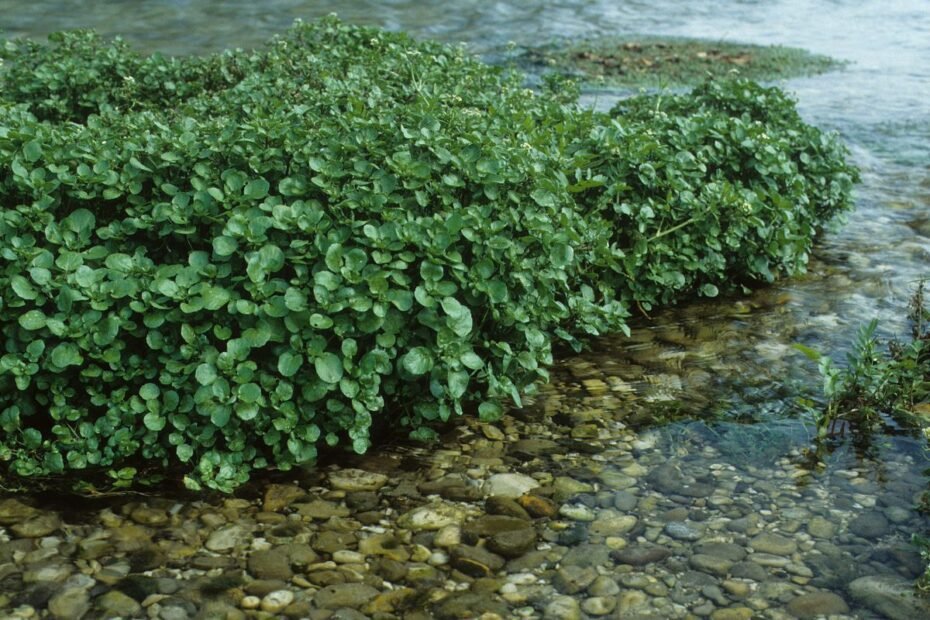 Rėžiukas – drėgmę mėgstantis žalumynas, kurį auginame rečiau nei turėtumėme