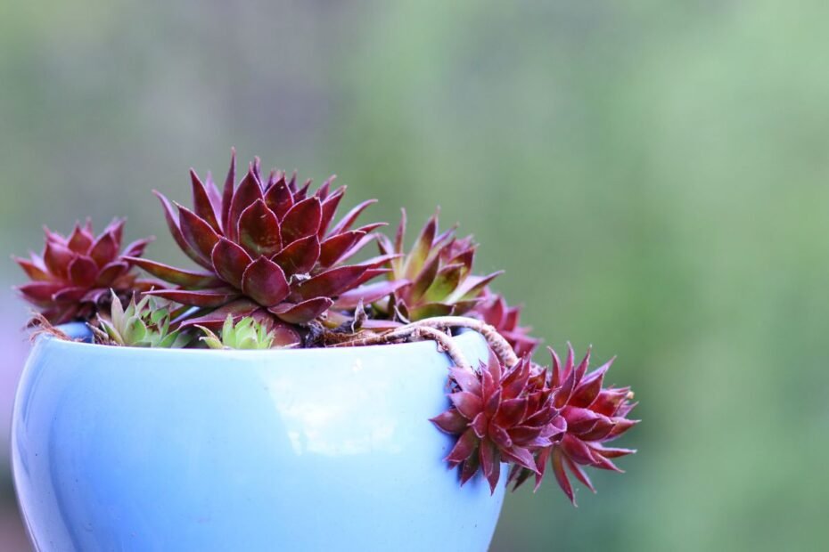 Šilropė – nuostabi sukulentų karalienė papuoš kiekvieną sodą