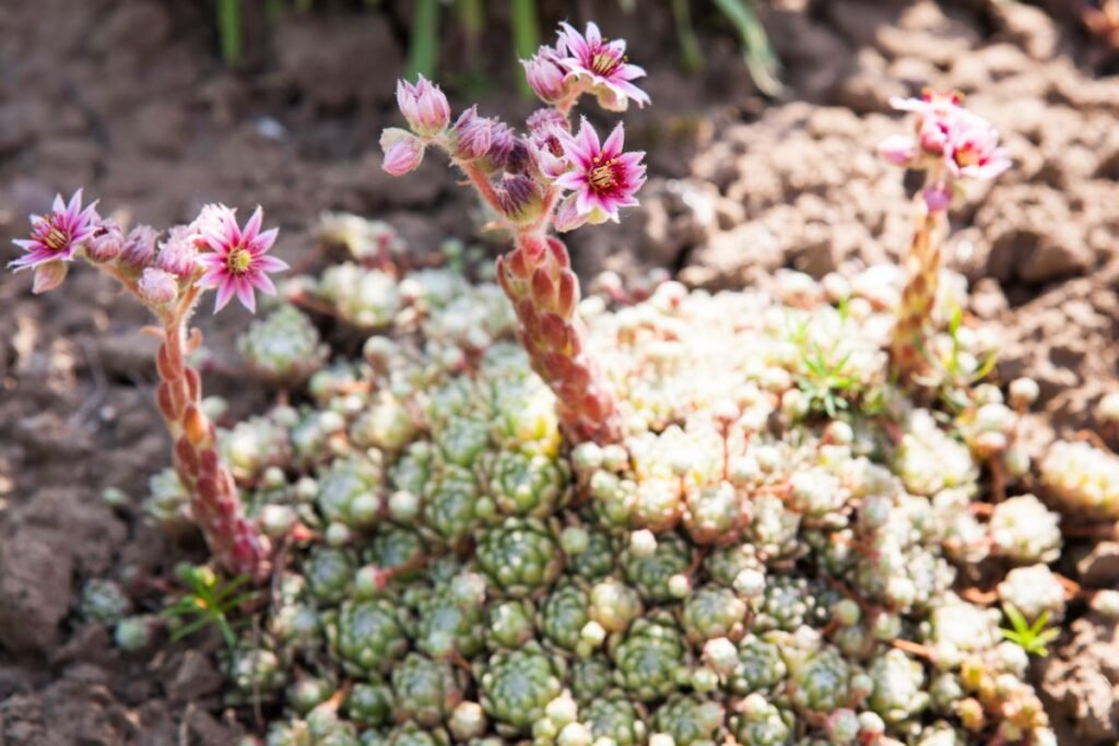 Šilropė: kilmė ir botaninė charakteristika