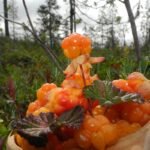 Tekšė – pelkių auksas, kurio Lietuvoje beveik nebeliko