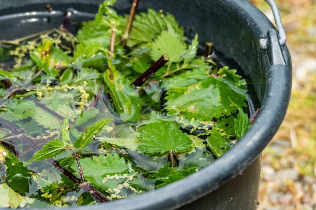 Mėšlas ir augalų raugai – senoji tradicija, kuri veikia be klaidų