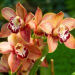 Cimbidis: kaip auginti šią prabangią orchidėją, kad ji džiugintų įspūdingais žiedais?