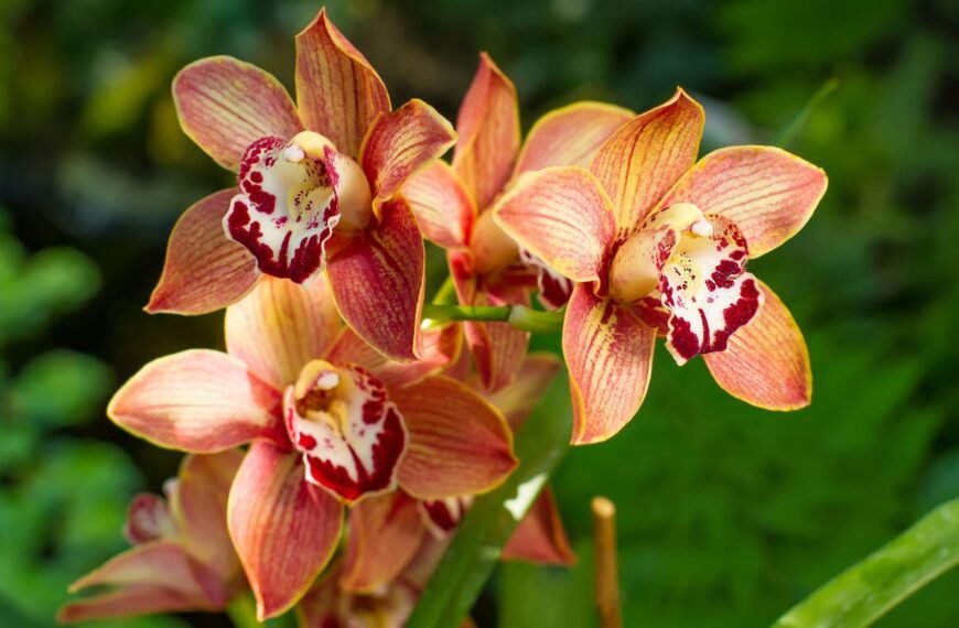 Cimbidis: kaip auginti šią prabangią orchidėją, kad ji džiugintų įspūdingais žiedais?