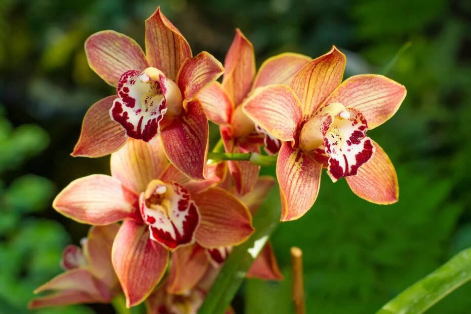 Cimbidis: kaip auginti šią prabangią orchidėją, kad ji džiugintų įspūdingais žiedais?
