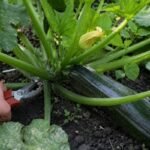 Cukinijų genėjimas: ar tikrai verta šalinti lapus ir kaip tai daryti teisingai?