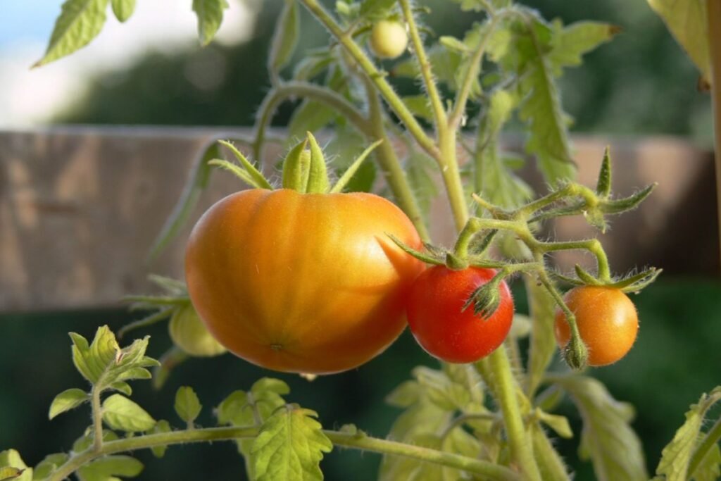 Kalcis pomidorams