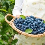 Kaip užauginti didesnes šilauoges? Viskas apie dirvą, genėjimą ir priežiūrą