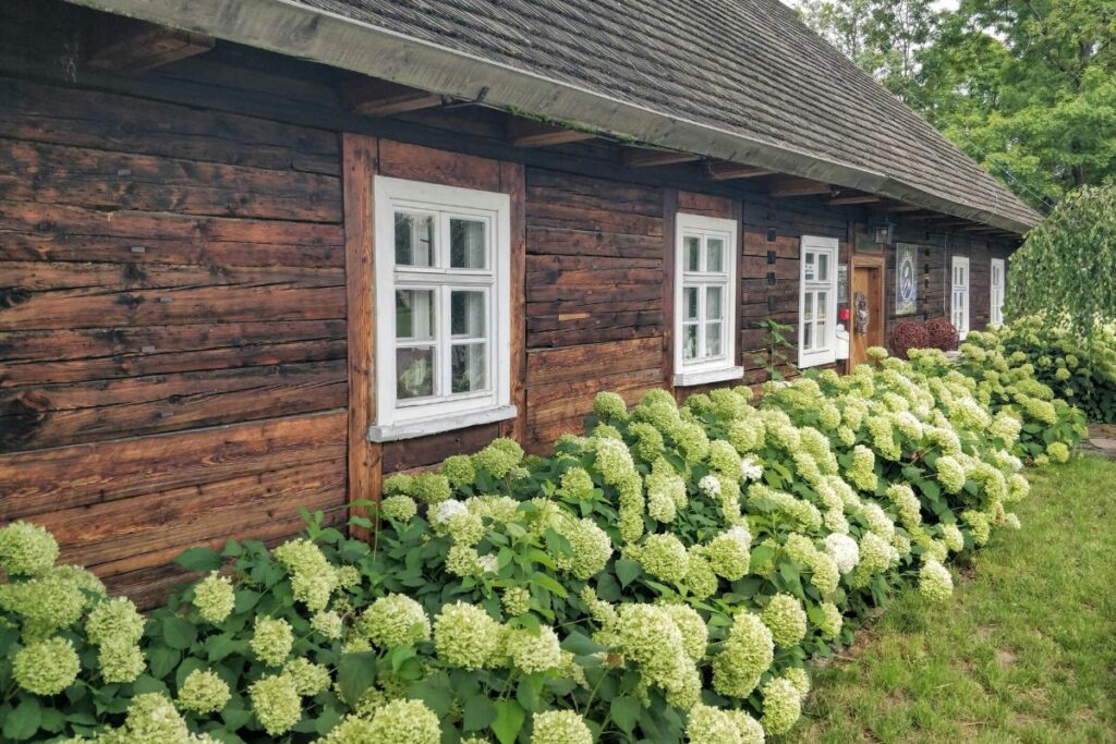 Kokiu atstumu sodinti hortenzijas(3)