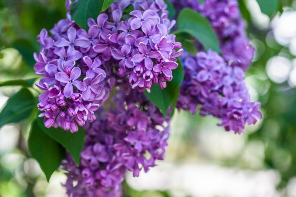 Alyva (Syringa) – genėti greitai, kol neužsimezgė sėklos