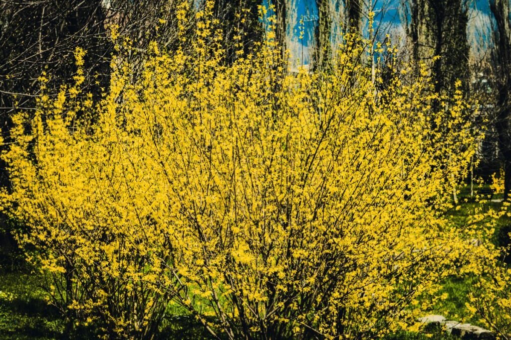 Forsitija (Forsythia) – ryškioji pavasario šauklė