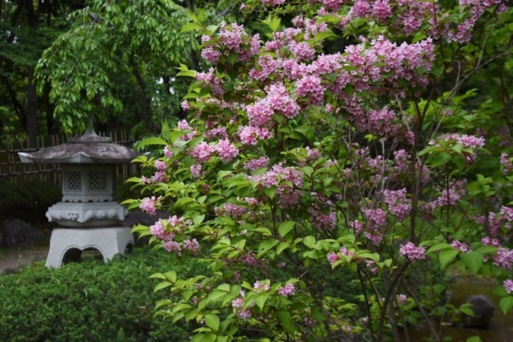 Deucija (Deutzia) – elegantiškas ir subtilus krūmas