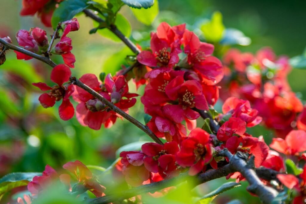 Japoninis svarainis (Chaenomeles) – ryškios spalvos ir vertingi vaisiai