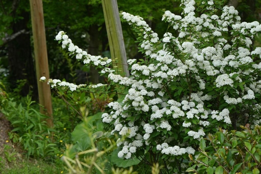 Pavasarį žydinčios lanksvos (Spiraea) – nesumaišykite grupių