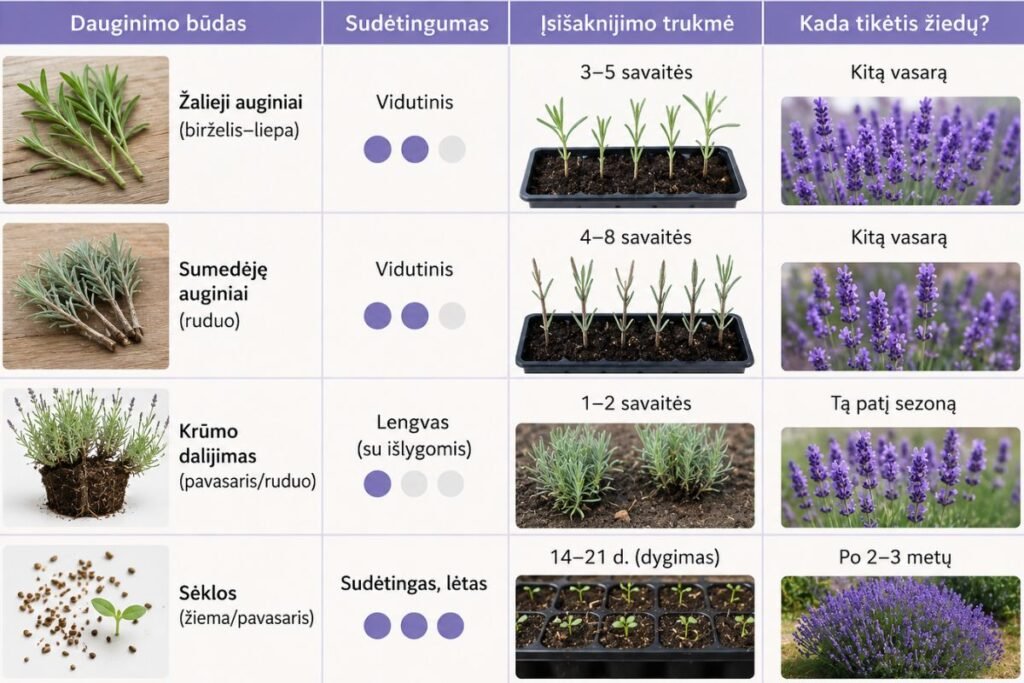 Levandų dauginimo būdų palyginimas (lentelė)