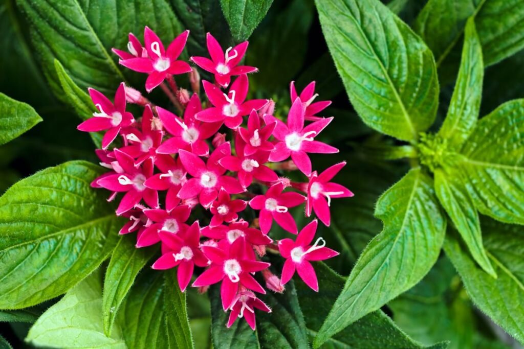 Pentas