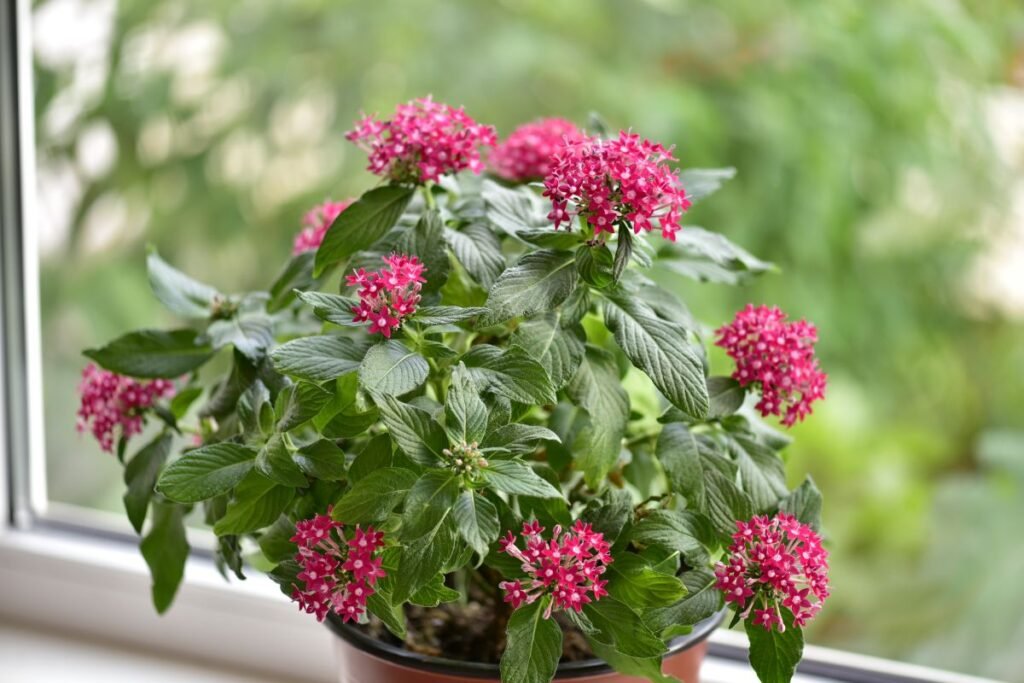 Pentas