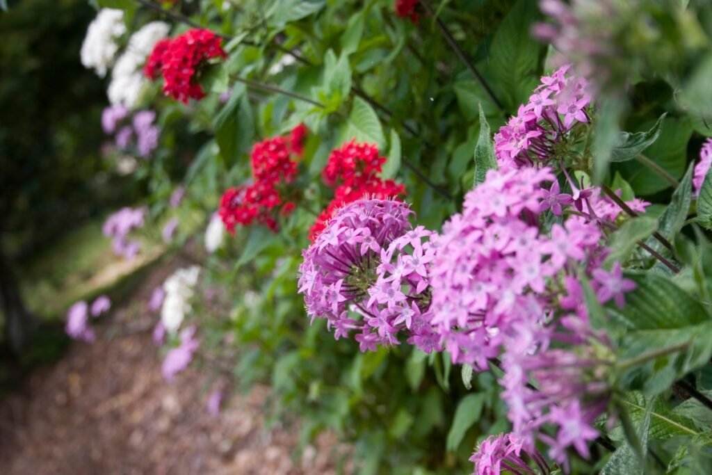 Pentas
