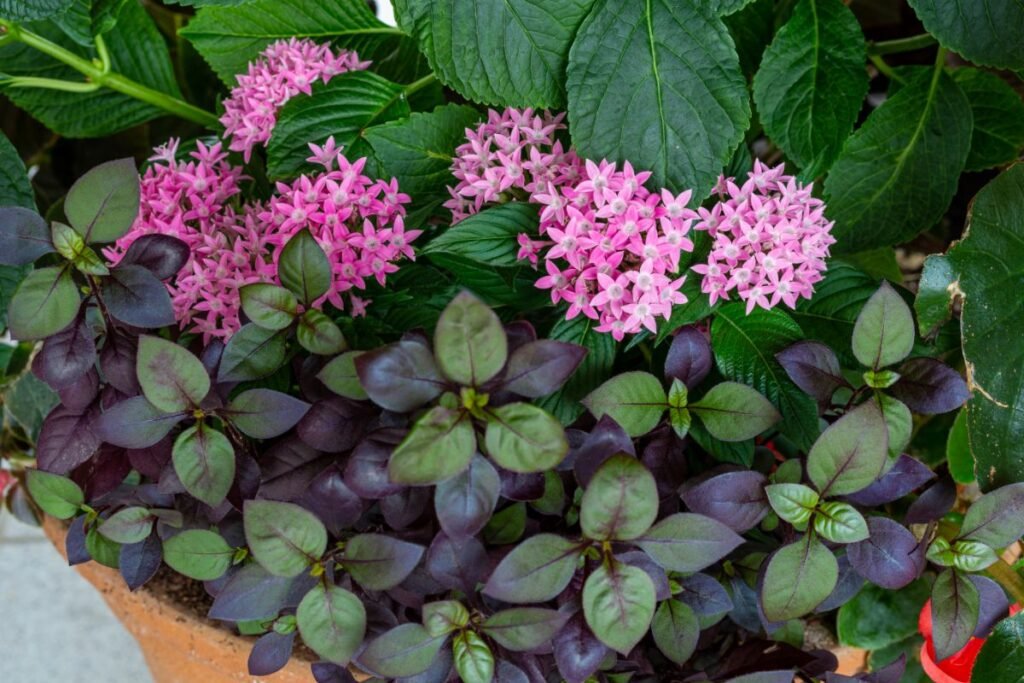 Pentas