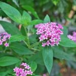Pentas