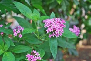 Pentas