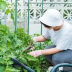 Pomidorų genėjimas: ar reikia genėti pomidorų lapus? Kiek ir kaip teisingai?