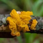 Tremella (žiūrytis) – drebučių grybas, stebinantis ne tik išvaizda, bet ir nauda