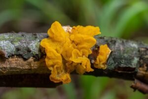 Tremella (žiūrytis) – drebučių grybas, stebinantis ne tik išvaizda, bet ir nauda