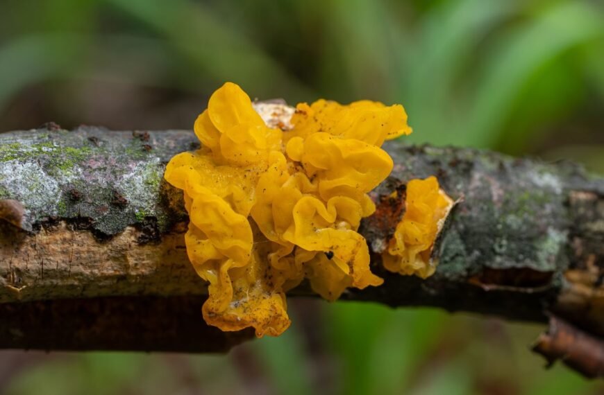 Tremella (žiūrytis) – drebučių grybas, stebinantis ne tik išvaizda, bet ir nauda