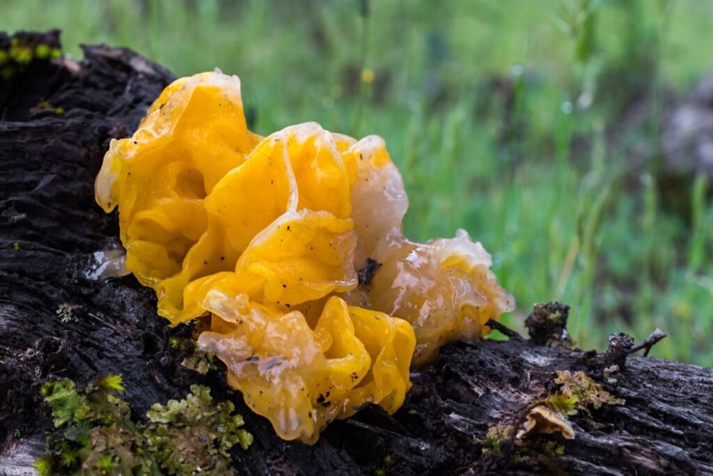 Tremella: kaip atpažinti šį akiai neįprastą grybą?
