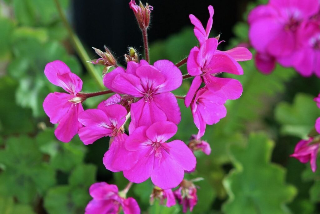 Daugiametis snaputis (Geranium) – nepavargstanti ir tanki žemės danga