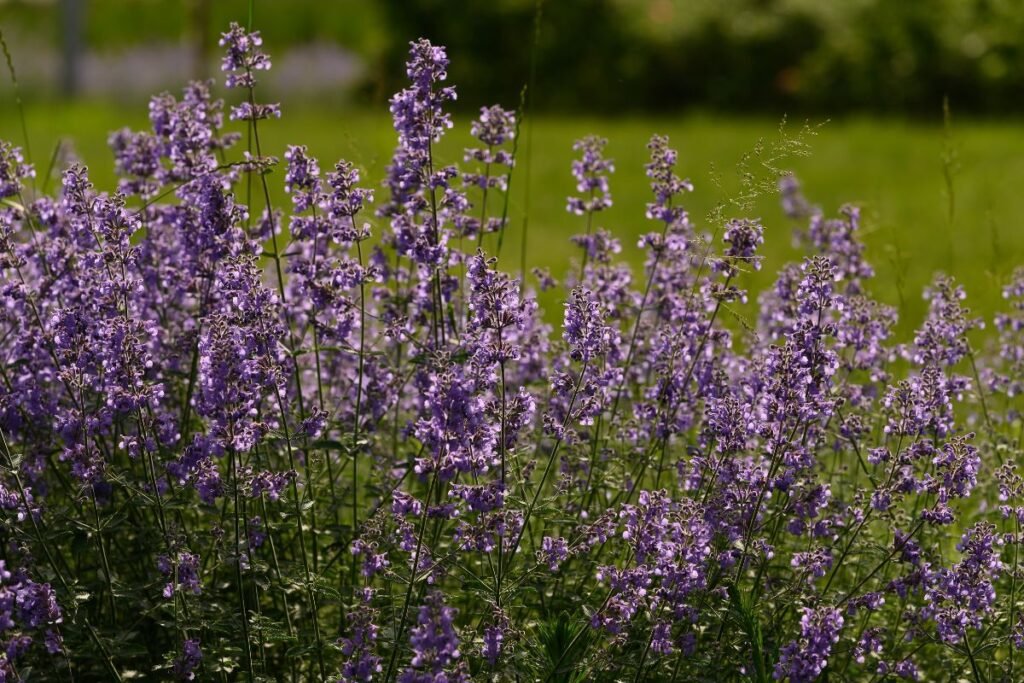 Faseno katžolė (Nepeta x faassenii) – aromatingas ir ilgalaikis vasaros simbolis